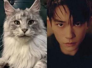 巨猫官方最新爆料英剧猫 第2张 巨猫官方最新爆料英剧猫 第2张